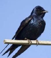 Purple Martin